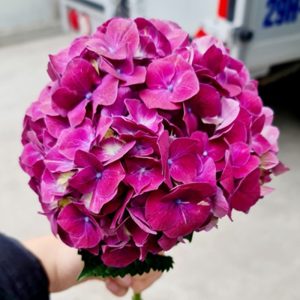 Hoa Cẩm Tú Cầu Đỏ Hồng