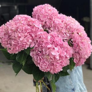 Hoa Cẩm Tú Cầu Đơn Hồng Đậm A