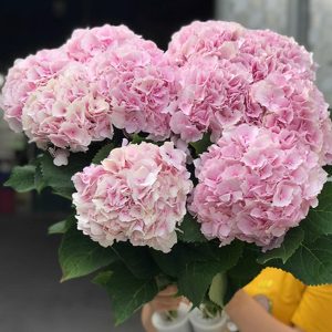 Hoa Cẩm Tú cầu giống Hồng