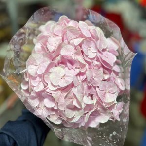 Hoa Cẩm Tú Cầu Hồng Nhạt