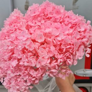 Hoa Cẩm Tú Cầu Hồng nhạt khô