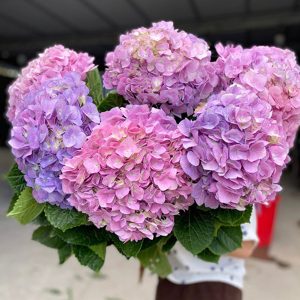 Hoa Cẩm Tú Cầu Hồng Tím A