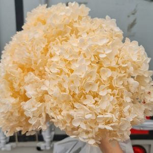 Hoa Cẩm Tú Cầu Kem khô