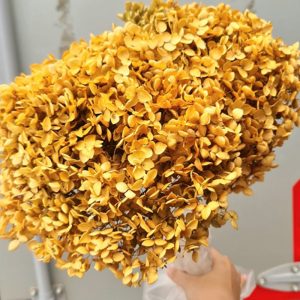Hoa Cẩm Tú Cầu Nâu khô