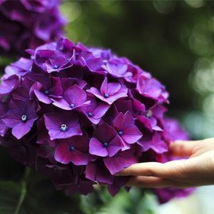 Hoa Cẩm Tú Cầu Tím A
