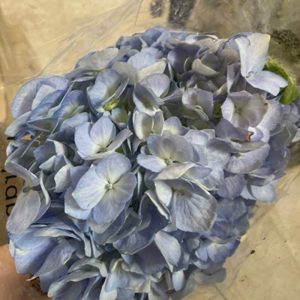 Hoa Cẩm Tú Cầu Tím Nhạt
