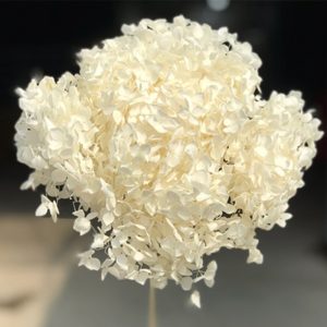 Hoa Cẩm Tú Cầu Trắng Khô A