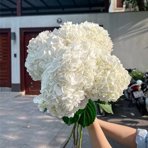 Hoa Cẩm Tú Cầu Trắng Tuyết