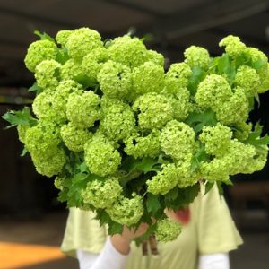 Hoa Cẩm Tú Cầu Viburnum Opulus Roseum Gỗ
