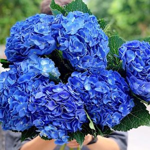 Hoa Cẩm Tú Cầu Xanh Blue A