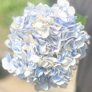 Hoa Cẩm Tú Cầu Xanh Hasfarm