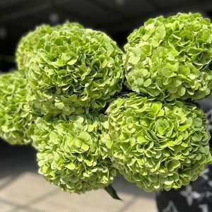 Hoa Cẩm Tú Cầu Xanh Lá Cây A