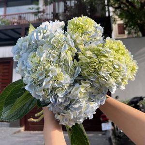 Hoa Cẩm Tú Cầu Xanh Thường