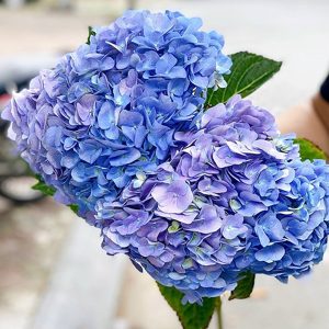 Hoa Cẩm Tú Cầu Xanh Tím A