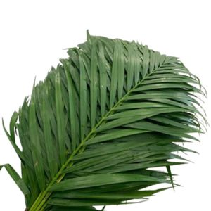Hoa Cau Nhỏ