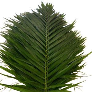 Hoa Cau Trung