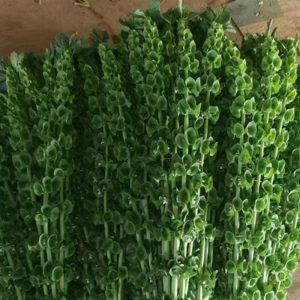 Hoa Cỏ Chuông A