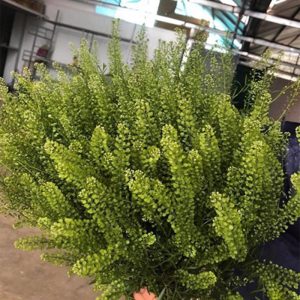 Hoa Cỏ Đồng Tiền