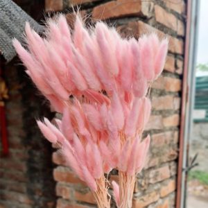 Hoa Cỏ Đuôi Thỏ Khô – Hồng
