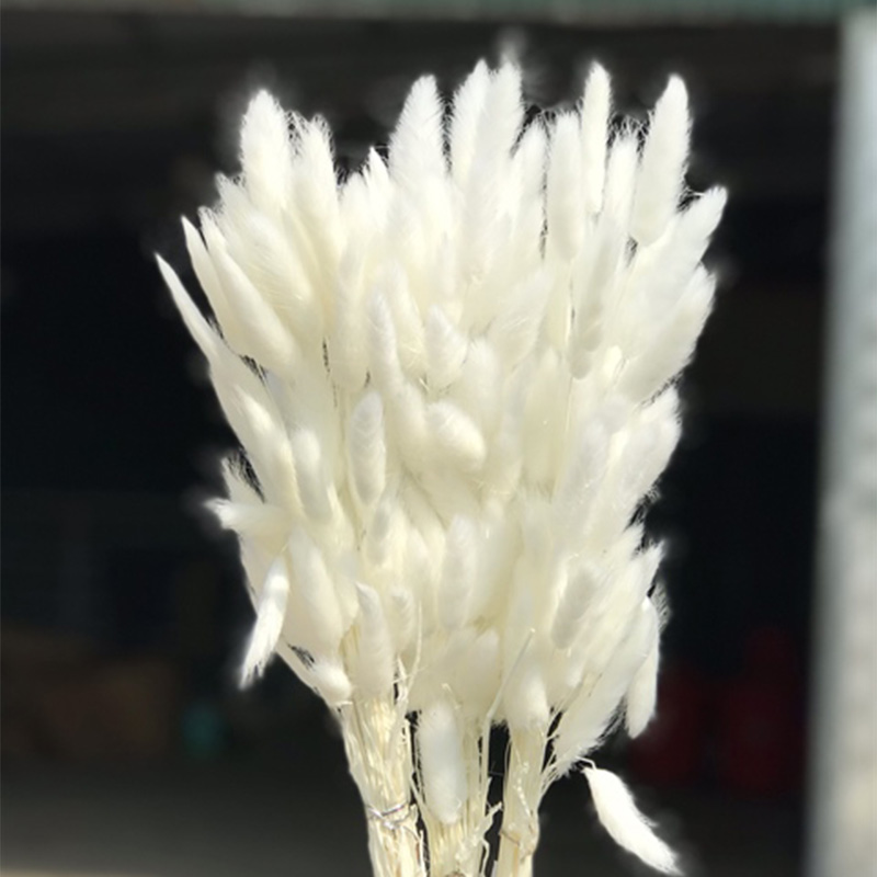Hoa Cỏ Đuôi Thỏ Khô – Trắng A