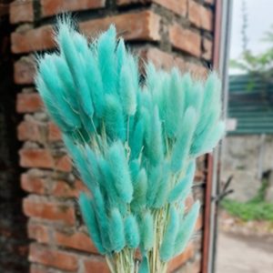 Hoa Cỏ Đuôi Thỏ Khô – Xanh Ngọc A