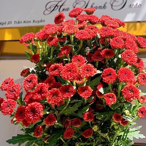 Hoa Cúc Cali Đỏ