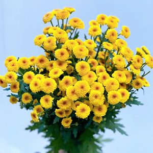 Hoa Cúc Cali Vàng Nhụy Nâu