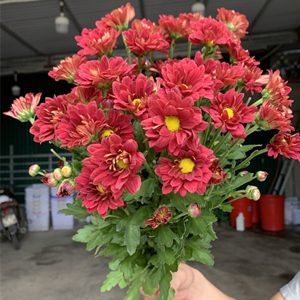 Hoa Cúc Chùm Đỏ