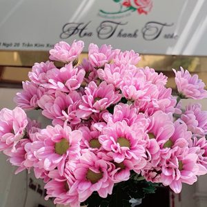 Hoa Cúc Chùm Hồng