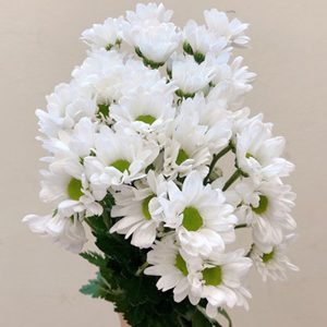 Hoa Cúc Chùm Trắng