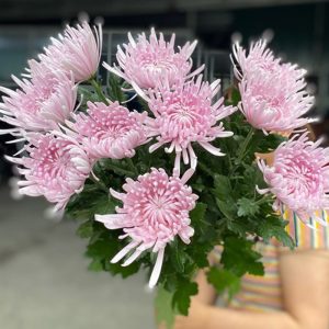 Hoa Cúc Lưới Hồng Baby