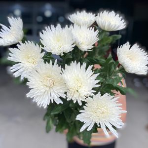 Hoa Cúc Lưới Trắng