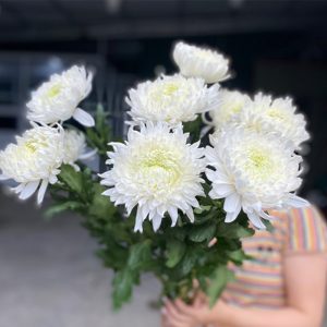 Hoa Cúc Lưới Trắng Đại Đóa