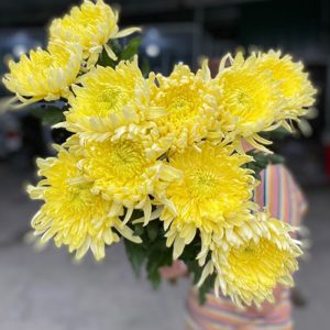Hoa Cúc Lưới Vàng Đại Đóa
