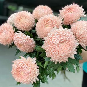 Hoa Cúc Mẫu Đơn – Cam Đào A