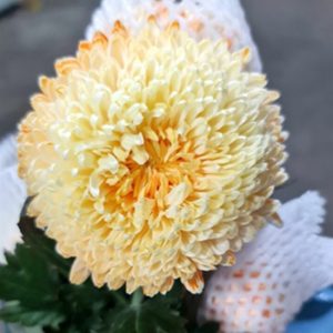 Hoa Cúc Mẫu Đơn – Cam Nhạt A