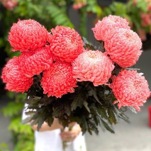 Hoa Cúc Mẫu Đơn – Đỏ A