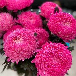 Hoa Cúc Mẫu Đơn – Hồng Đậm A