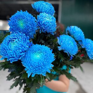 Hoa Cúc Mẫu Đơn – Xanh Blue A