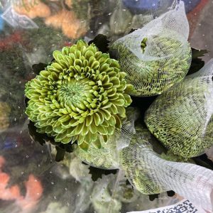 Hoa Cúc Mẫu Đơn – Xanh Ngọc A