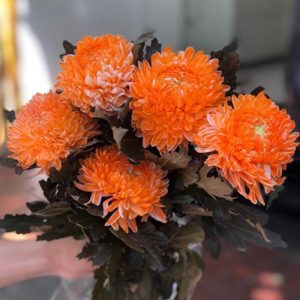 Hoa Cúc Mẫu Đơn Cam A