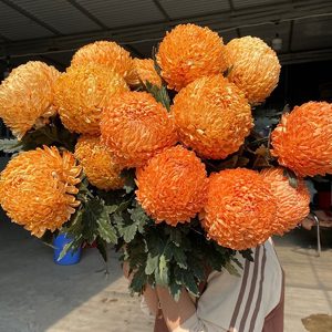Hoa Cúc Mẫu Đơn Cam Đất