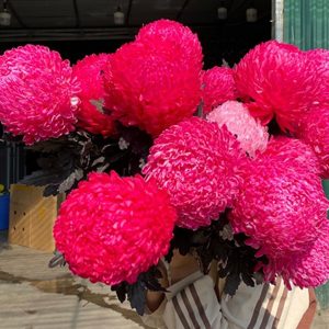 Hoa Cúc Mẫu Đơn Đỏ Hồng