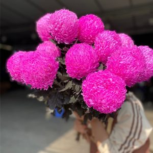 Hoa Cúc Mẫu Đơn Hồng Đậm