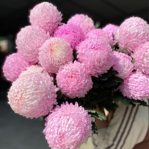 Hoa Cúc Mẫu Đơn Hồng Nhạt
