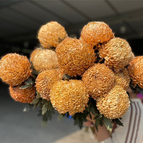 Hoa Cúc Mẫu Đơn Nâu