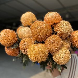 Hoa Cúc Mẫu Đơn Nâu