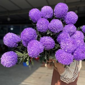 Hoa Cúc Mẫu Đơn Tím