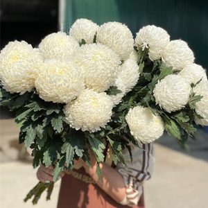 Hoa Cúc Mẫu Đơn Trắng