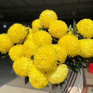 Hoa Cúc Mẫu Đơn Vàng